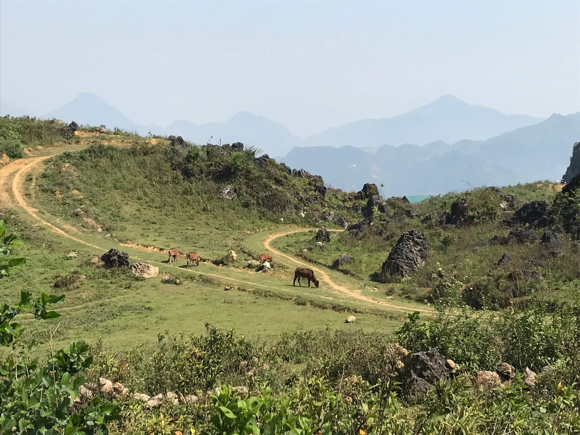 Sapa, Vietnam grazing animals in field.