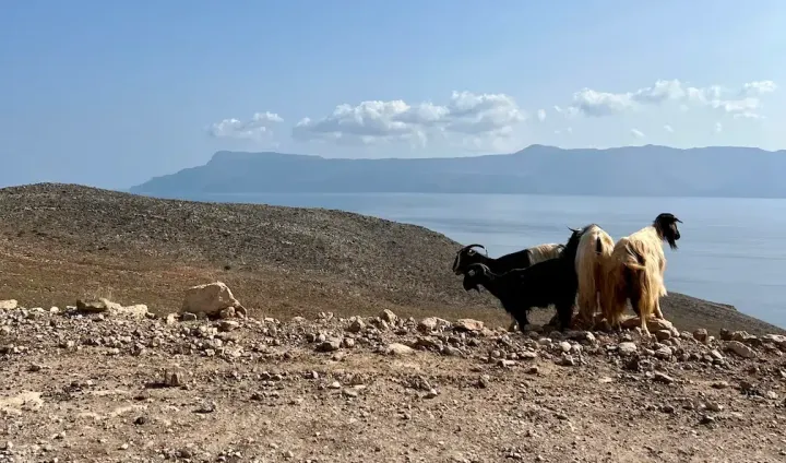 Goats on a hilltop in Crete, Greece.