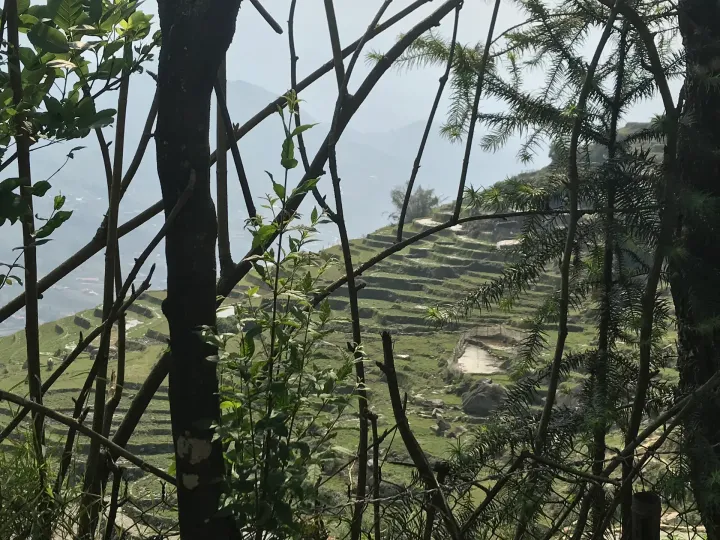Sapa, Vietnam rice paddy field.